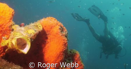 happened to catch this frogfish in a yawn! Must have been... by Roger Webb 